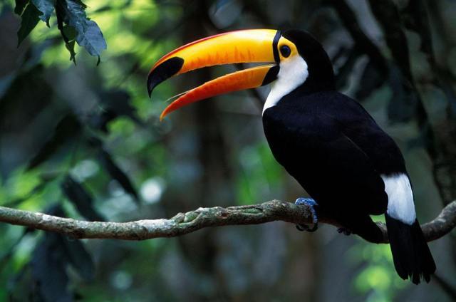 巨嘴鸟的嘴巴有什么用,巨嘴鸟为什么嘴这么大