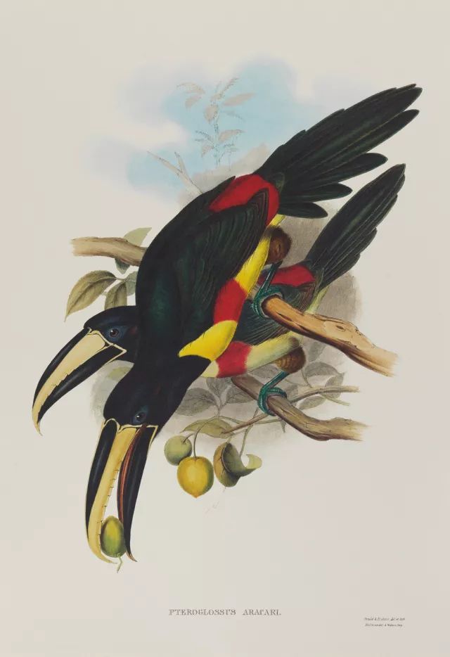 巨嘴鸟的嘴巴有什么用,巨嘴鸟为什么嘴这么大