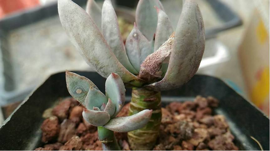 经历了天灾*祸人**的多肉，居然能靠这招拯救？