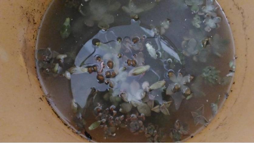 经历了天灾*祸人**的多肉，居然能靠这招拯救？