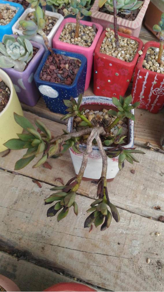 经历了天灾*祸人**的多肉，居然能靠这招拯救？