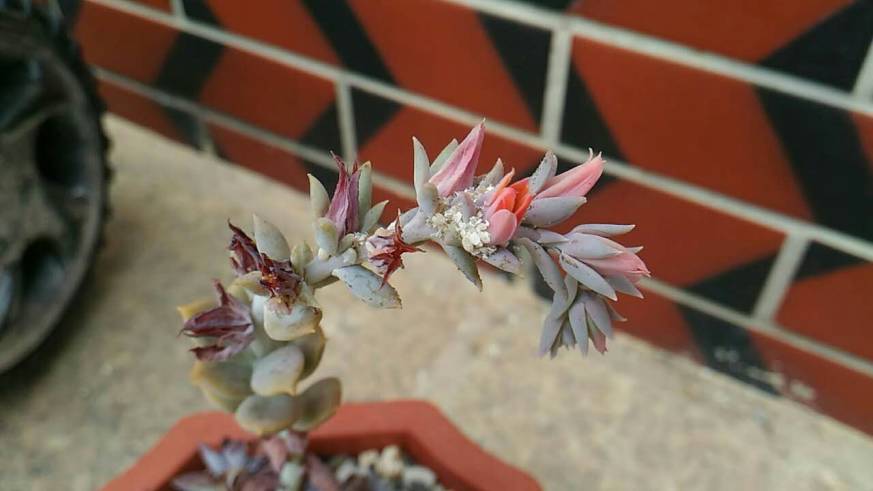 经历了天灾*祸人**的多肉，居然能靠这招拯救？