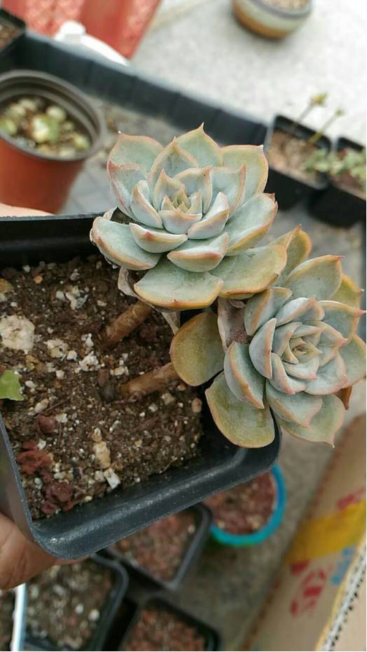 经历了天灾*祸人**的多肉，居然能靠这招拯救？