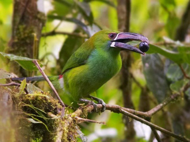 巨嘴鸟的嘴巴有什么用,巨嘴鸟为什么嘴这么大
