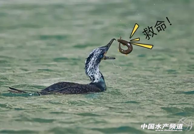 80后小伙返乡养泥鳅莲藕年入百万,80后小伙养泥鳅年销7千万