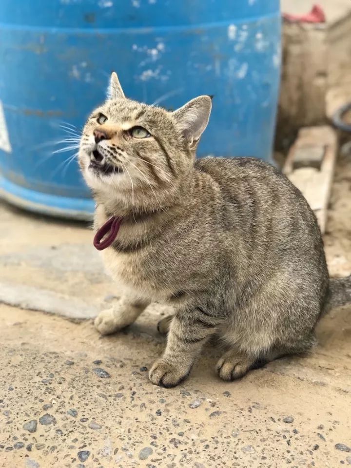 逃离阴雨缠绵的上海，说走就走的3日*疆新**胡杨游你想试试吗？｜附攻略