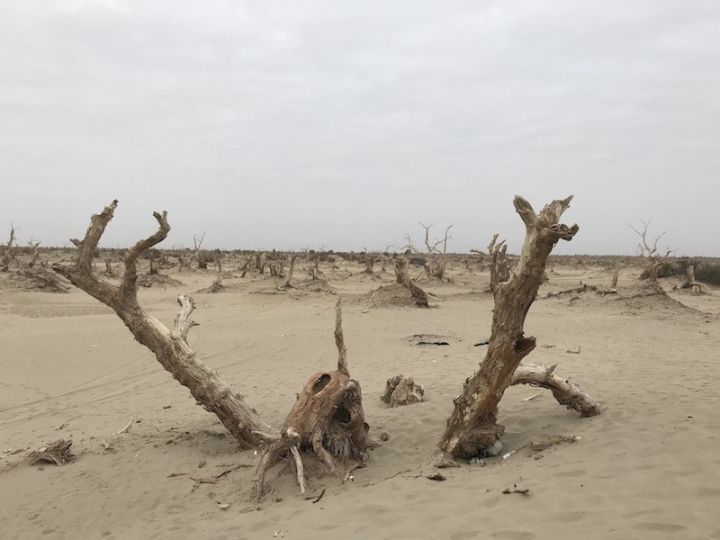 逃离阴雨缠绵的上海，说走就走的3日*疆新**胡杨游你想试试吗？｜附攻略