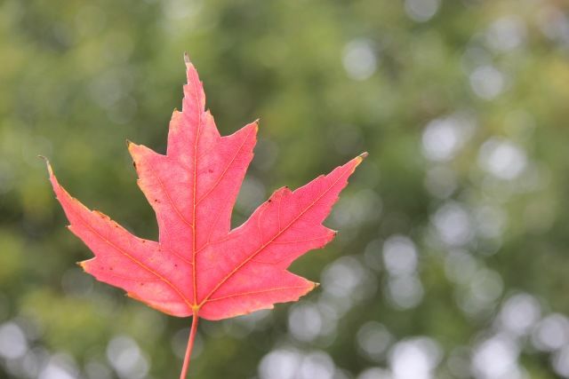 「光影天财」wow！你的口红中有一枚天财枫叶！