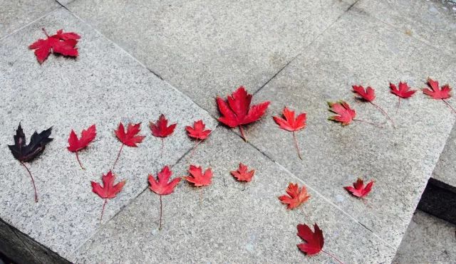 「光影天财」wow！你的口红中有一枚天财枫叶！