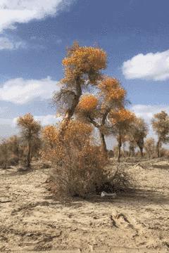 逃离阴雨缠绵的上海，说走就走的3日*疆新**胡杨游你想试试吗？｜附攻略