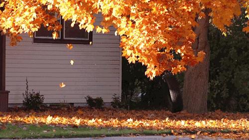 「夜读」“北平之秋便是人间天堂！”秋天的北京美成这样，难怪老舍如此盛赞……（有声朗读）