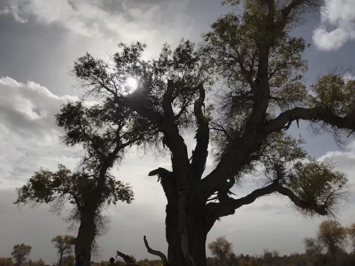 逃离阴雨缠绵的上海，说走就走的3日*疆新**胡杨游你想试试吗？｜附攻略