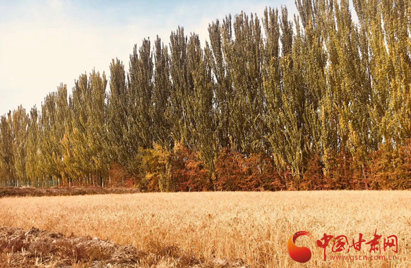 沙产业理论忠实践行者挑战荒漠的大漠之子——人物特写：治沙模范柴在军和他的大漠紫光