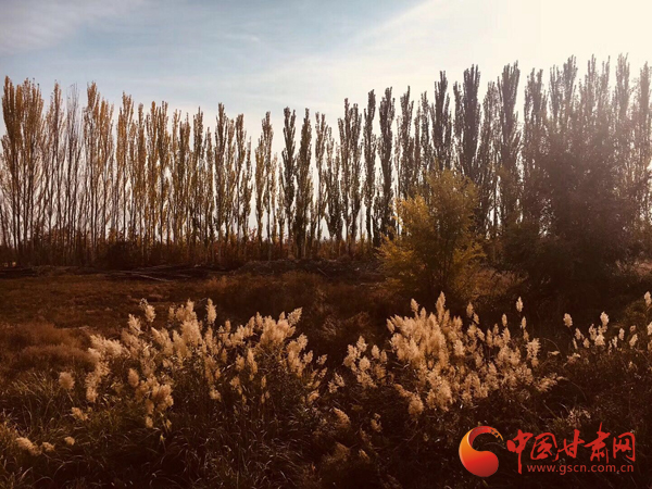 沙产业理论忠实践行者挑战荒漠的大漠之子——人物特写：治沙模范柴在军和他的大漠紫光