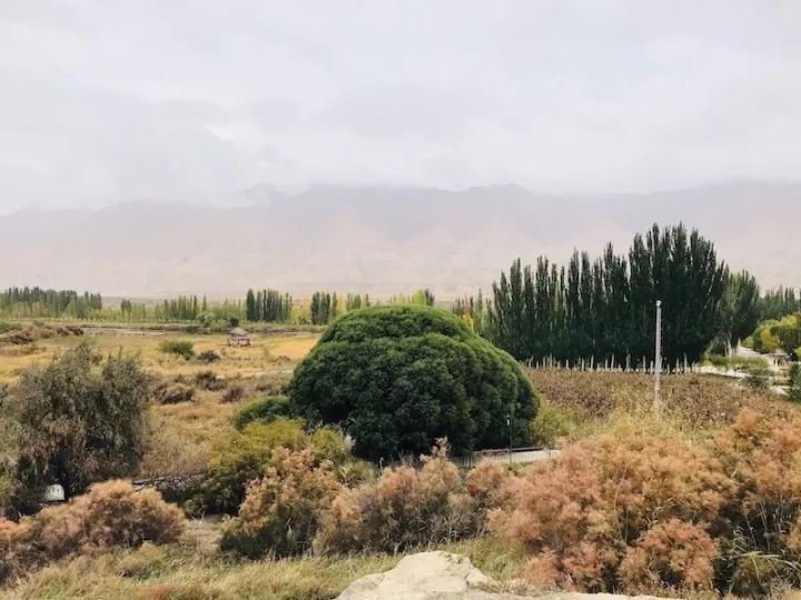 逃离阴雨缠绵的上海，说走就走的3日*疆新**胡杨游你想试试吗？｜附攻略
