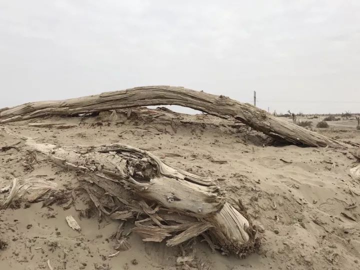 逃离阴雨缠绵的上海，说走就走的3日*疆新**胡杨游你想试试吗？｜附攻略