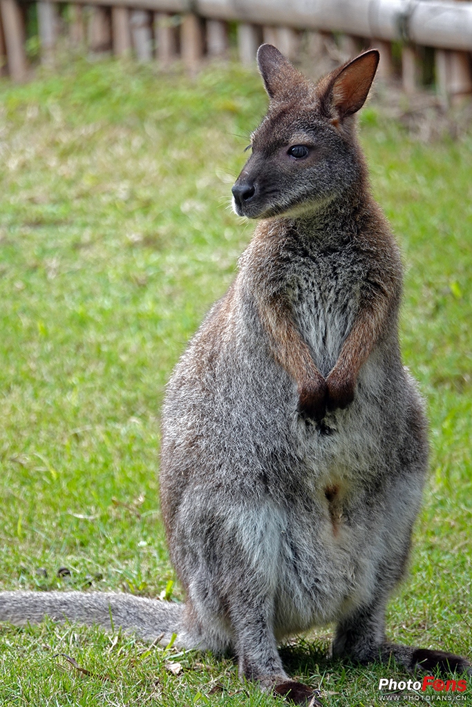 索尼黑卡rx10m4测评,索尼黑卡rx10五代