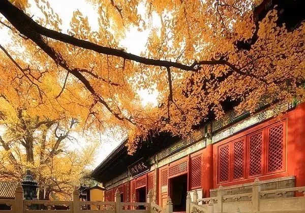 「夜读」“北平之秋便是人间天堂！”秋天的北京美成这样，难怪老舍如此盛赞……（有声朗读）