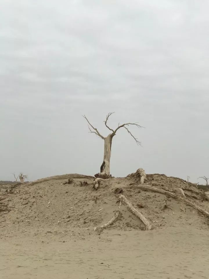 逃离阴雨缠绵的上海，说走就走的3日*疆新**胡杨游你想试试吗？｜附攻略