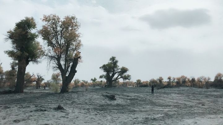 逃离阴雨缠绵的上海，说走就走的3日*疆新**胡杨游你想试试吗？｜附攻略