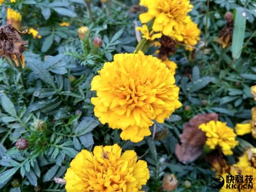 红米5a深度评价,怎样购买599元的红米5a