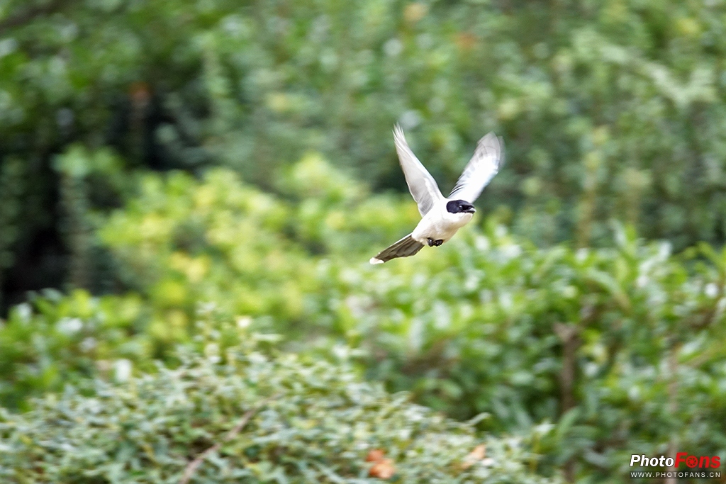 索尼黑卡rx10m4测评,索尼黑卡rx10五代