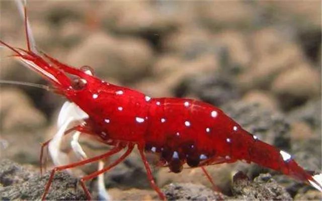 苏虾饲养关注事项,苏虾的养殖方法和关注事项