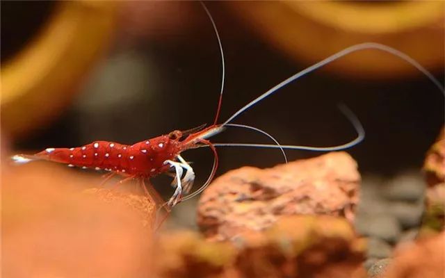 苏虾饲养关注事项,苏虾的养殖方法和关注事项