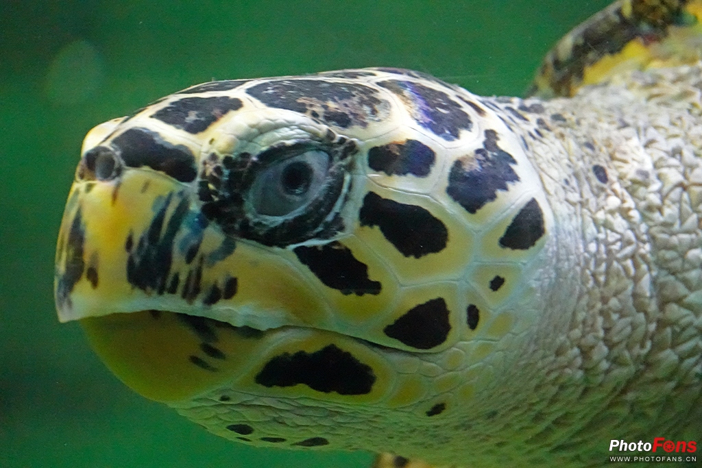 索尼黑卡rx10m4测评,索尼黑卡rx10五代