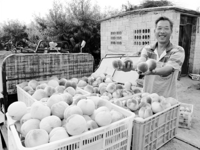 肥城桃软了好吃还是硬了好吃,肥城桃好吃的品种