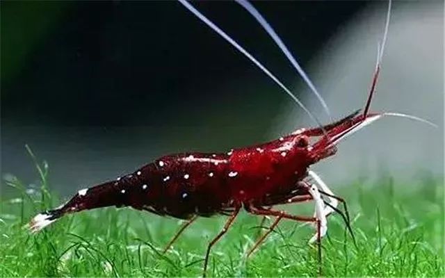 苏虾饲养关注事项,苏虾的养殖方法和关注事项