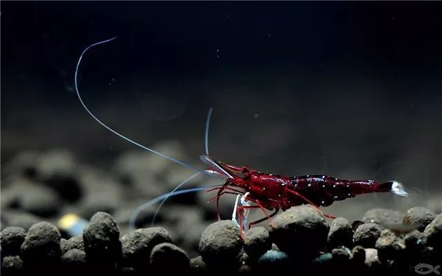 苏虾饲养关注事项,苏虾的养殖方法和关注事项