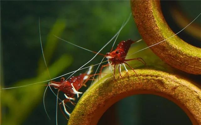 苏虾饲养关注事项,苏虾的养殖方法和关注事项