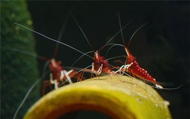 苏虾饲养关注事项,苏虾的养殖方法和关注事项