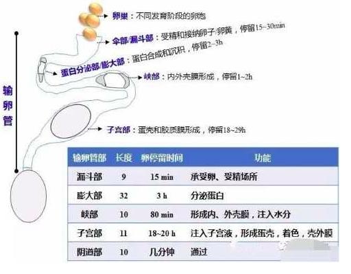 如何分析应对鸡民朋友咨询蛋鸡养殖过程中问题及细节思考