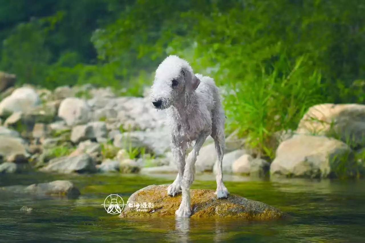 活动回顾｜随欧帝亿遛狗圣地撒花跑，铁锅灶台鱼可劲儿造回顾