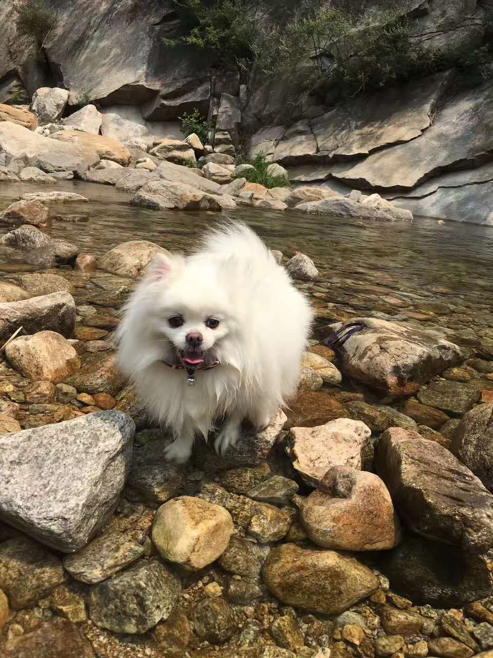 活动回顾｜随欧帝亿遛狗圣地撒花跑，铁锅灶台鱼可劲儿造回顾