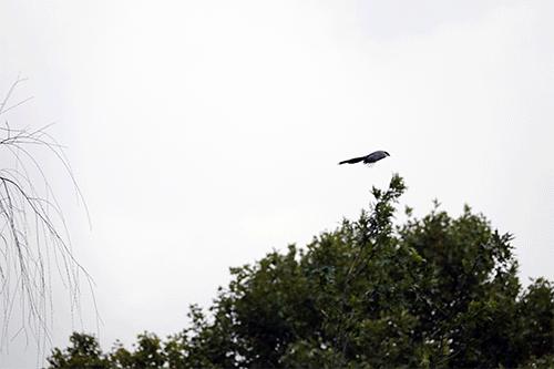 索尼黑卡rx10m4测评,索尼黑卡rx10五代