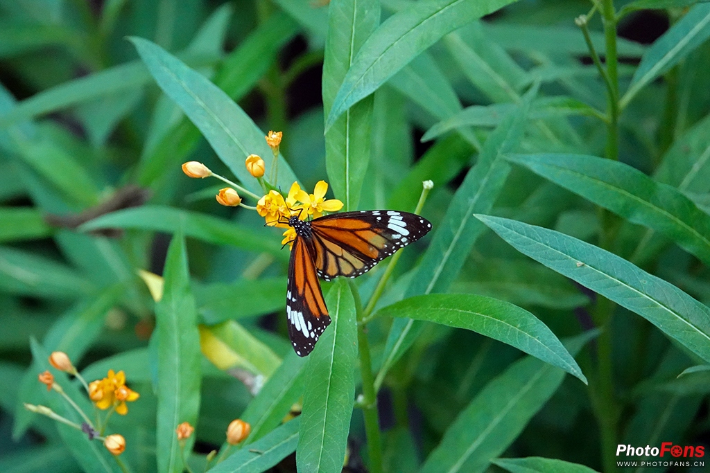 索尼黑卡rx10m4测评,索尼黑卡rx10五代