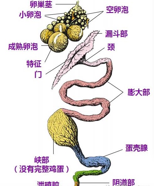 如何分析应对鸡民朋友咨询蛋鸡养殖过程中问题及细节思考