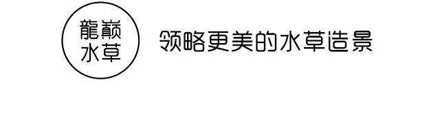 苏虾饲养关注事项,苏虾的养殖方法和关注事项