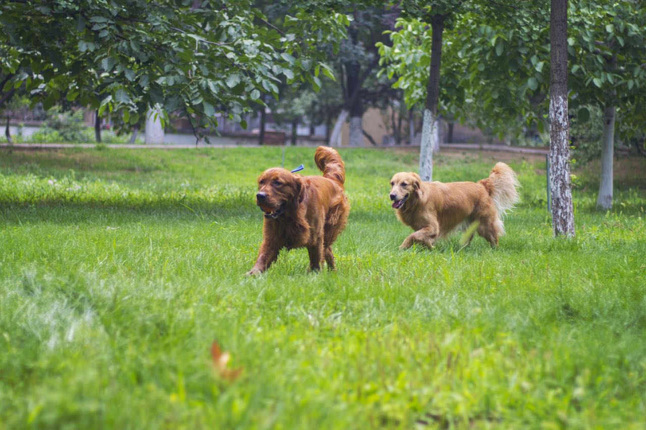 活动回顾｜随欧帝亿遛狗圣地撒花跑，铁锅灶台鱼可劲儿造回顾