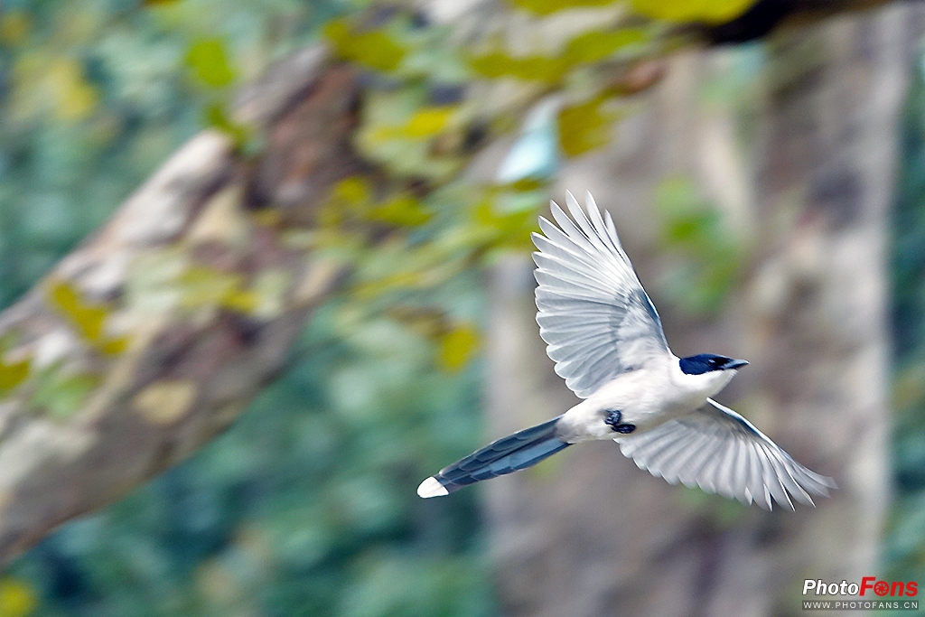 索尼黑卡rx10m4测评,索尼黑卡rx10五代