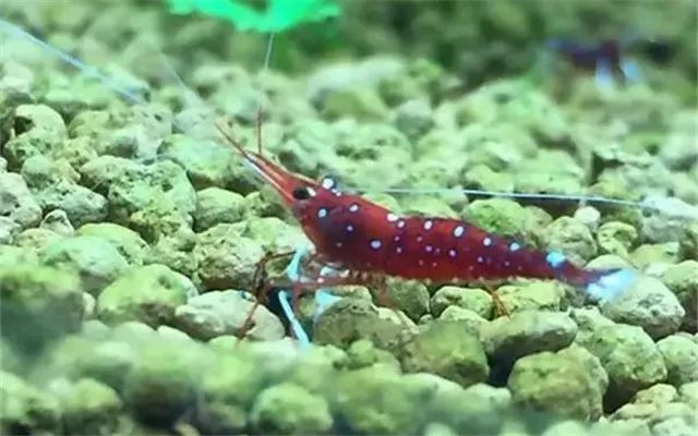 苏虾饲养关注事项,苏虾的养殖方法和关注事项