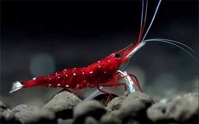 苏虾饲养关注事项,苏虾的养殖方法和关注事项