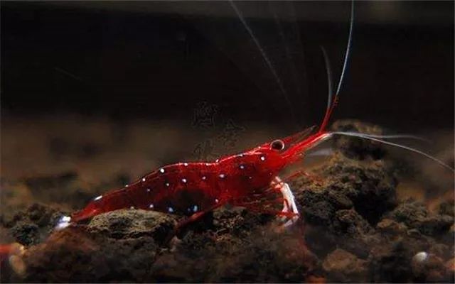 苏虾饲养关注事项,苏虾的养殖方法和关注事项