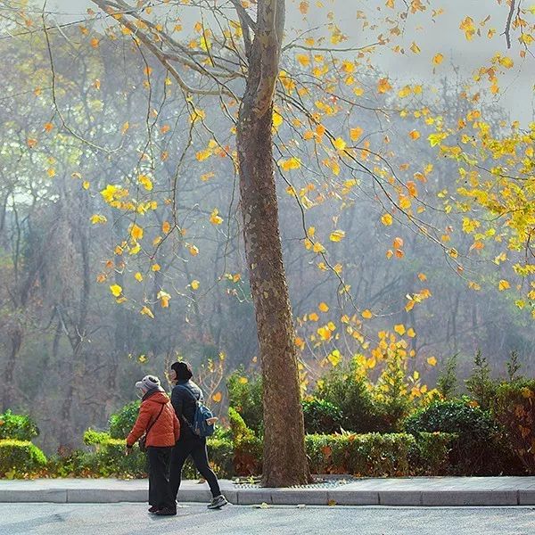 久久重阳，登高望远，大连棒棰岛景区推出敬老优惠