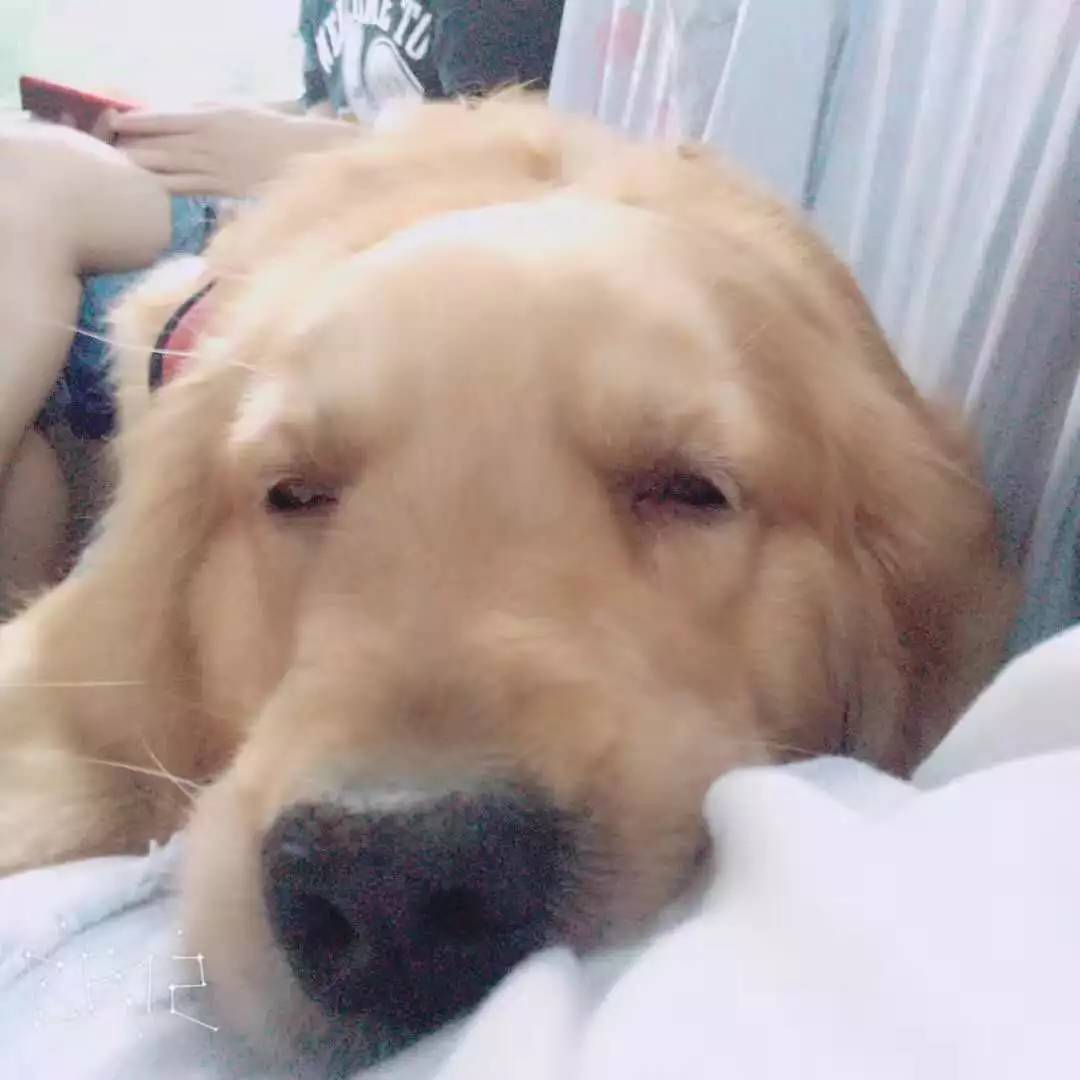 活动回顾｜随欧帝亿遛狗圣地撒花跑，铁锅灶台鱼可劲儿造回顾