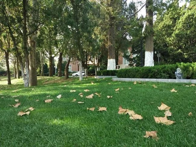 久久重阳，登高望远，大连棒棰岛景区推出敬老优惠