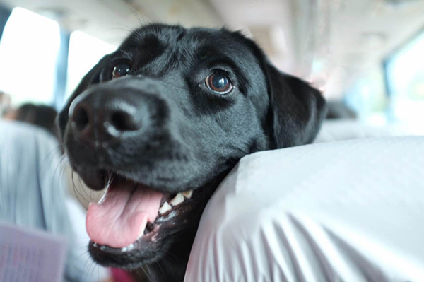 活动回顾｜欧帝亿主题狗狗巴士察哈尔草原深处探秘万年火山